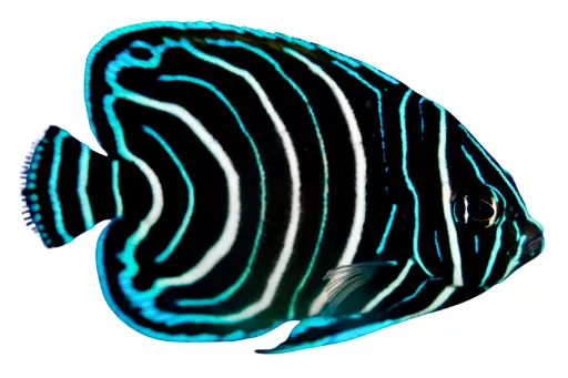 Koran Angelfish