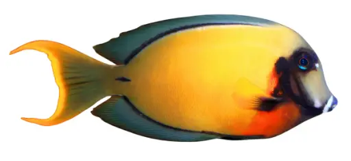 Chocolate Tang