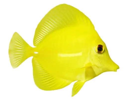 [Yellow-Tang] Yellow Tang