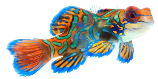 Green Mandarin