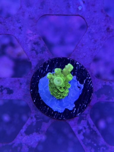 Acropora Coral - Green Slimer (WYSIWYG)