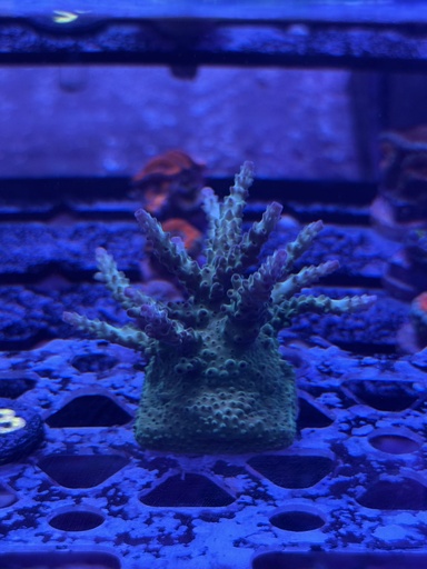 Acropora Coral - Miyagi Tort (WYSIWYG)