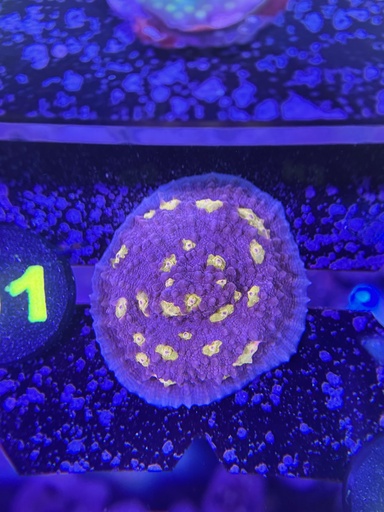Chalice Coral - Easter Egg (WYSIWYG)