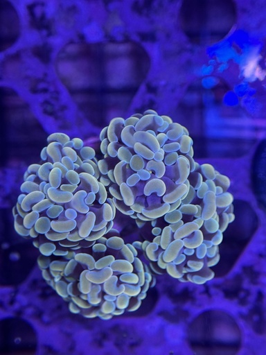 Hammer Coral - Gold (WYSIWYG)