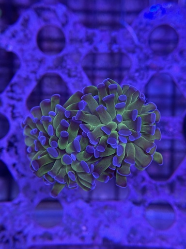 Hammer Coral - Green/Purple (WYSIWYG)