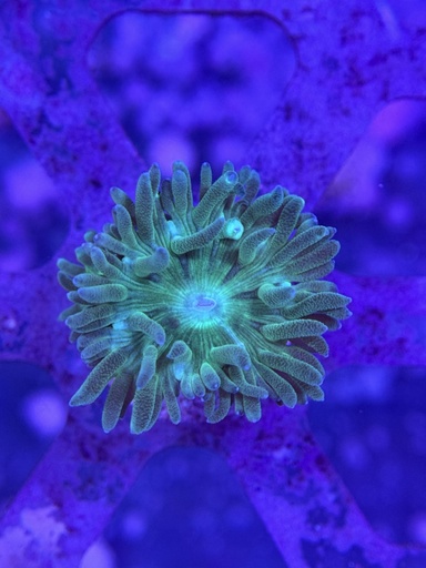 Duncan Coral - Green (WYSIWYG)