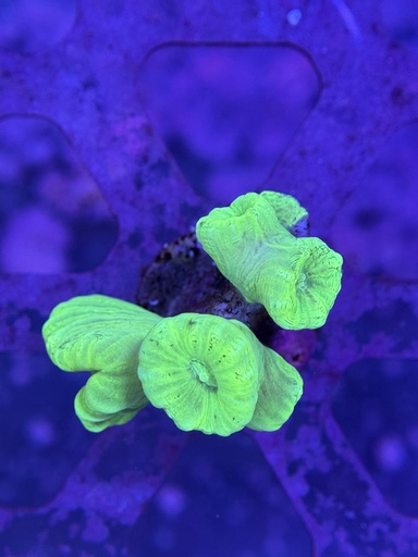 Candy Cane Coral - Neon Green (WYSIWYG)