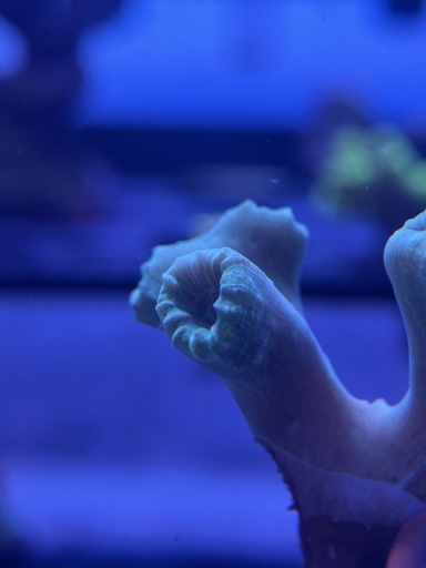 Candy Cane Coral - Teal (WYSIWYG)