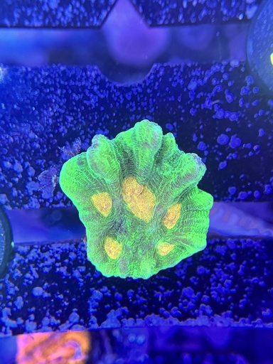 Pectinia Coral - Space Invader (WYSIWYG)