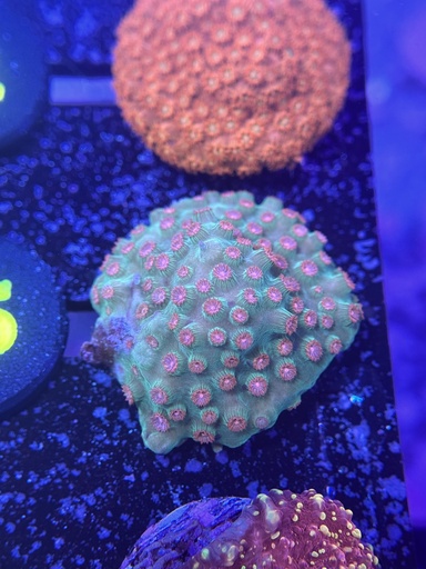 Cyphastrea Coral - Meteor Shower (WYSIWYG)