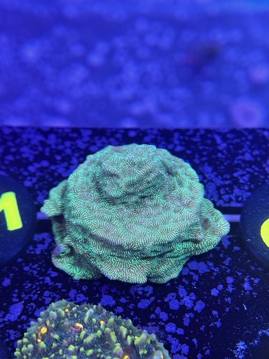 Leptoseris Coral - Neon Green (WYSIWYG)