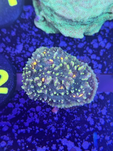 Chalice Coral - Yellow/Green (WYSIWYG)