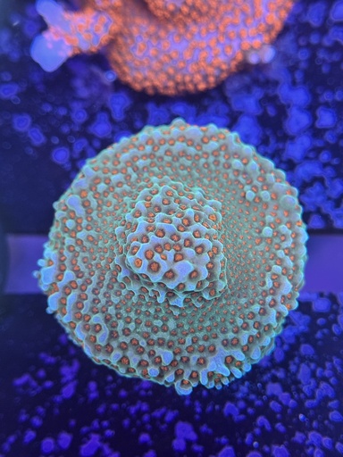 Montipora Coral - Aquaman (WYSIWYG)