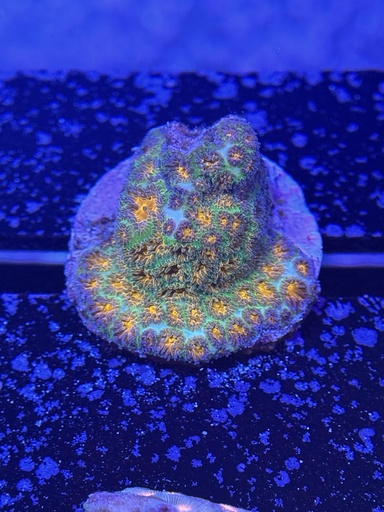 Leptastrea Coral - John Deere (WYSIWYG)