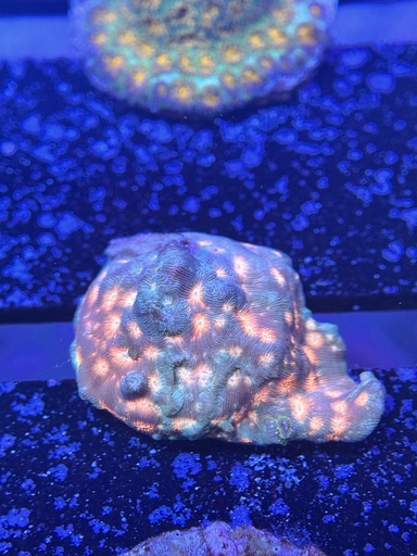 Leptoseris Coral - Pink/Purple (WYSIWYG)