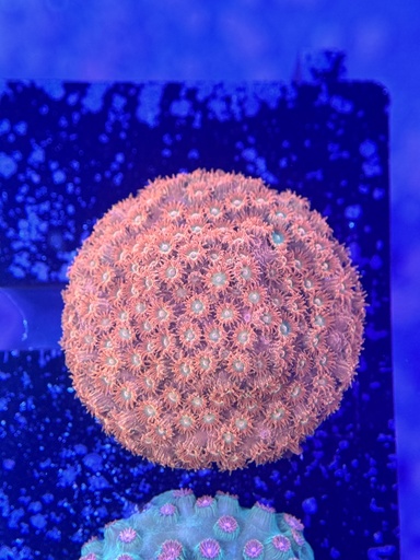Cyphastrea Coral - HI-C (WYSIWYG)