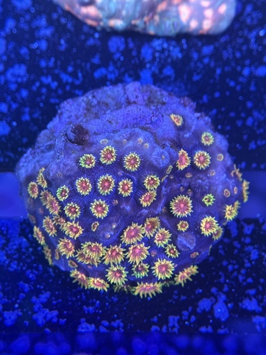 Cyphastrea Coral - Bizarro (WYSIWYG)