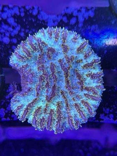 Hydnophora Coral - Blue (WYSIWYG)