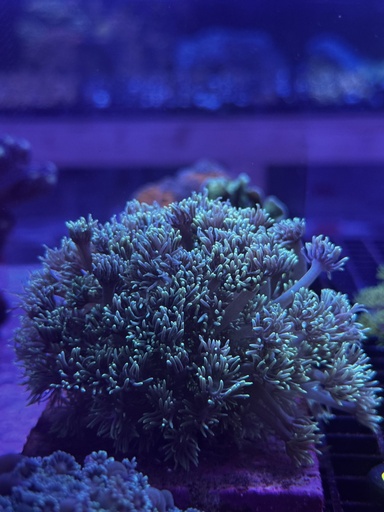 Goniopora Coral - Green (WYSIWYG)