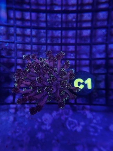 Goniopora Coral - Hollywood Nights (WYSIWYG)