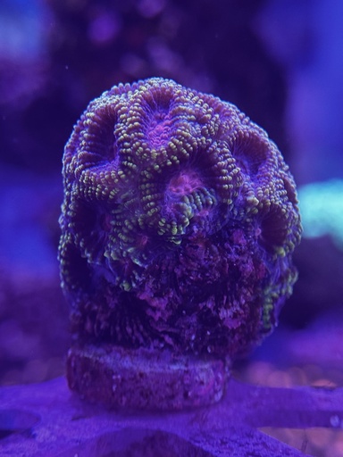 Favia Coral - Raptors Peace (WYSIWYG)