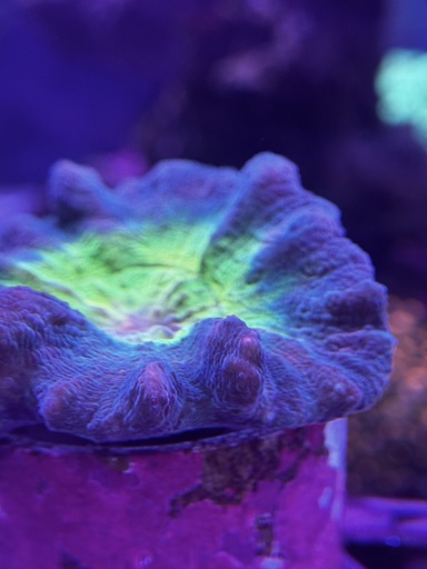 Pectinia Coral - Rainbow (WYSIWYG)