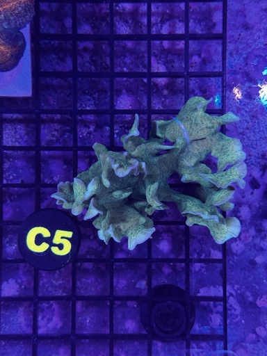 Pavona Coral - Cactus (WYSIWYG)