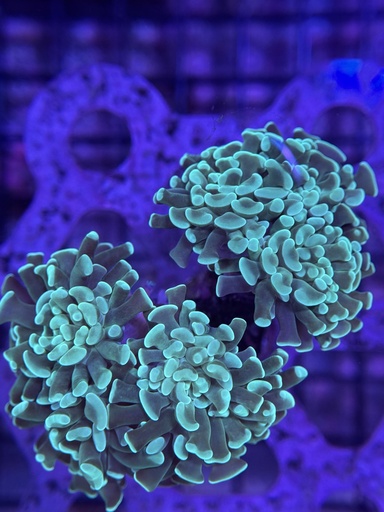 Hammer Coral - Mint (WYSIWYG)