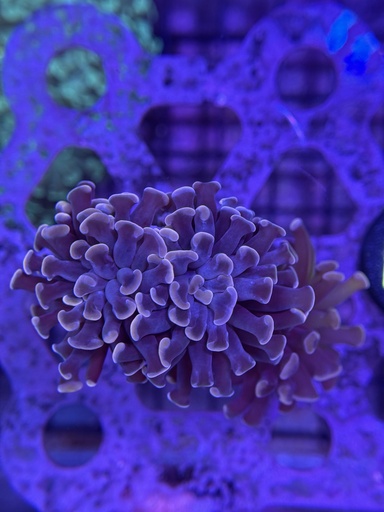 Hammer Coral - Purple (WYSIWYG)