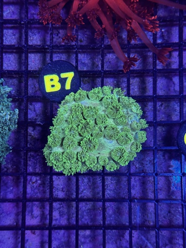 Micro Goniopora Coral - Harlequin (WYSIWYG)