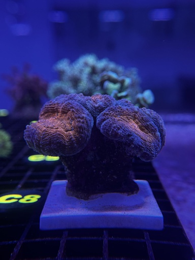 Lobophyllia Coral - Orange/Teal (WYSIWYG)