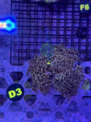Frogspawn Coral - Pink (WYSIWYG)