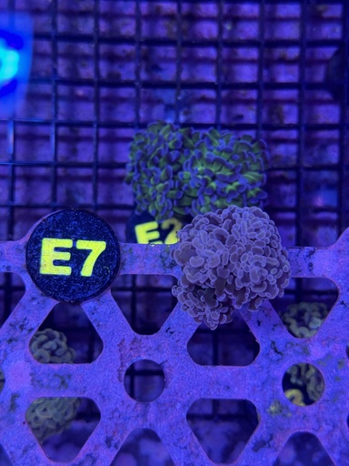 Frogspawn Coral - Purple (WYSIWYG)