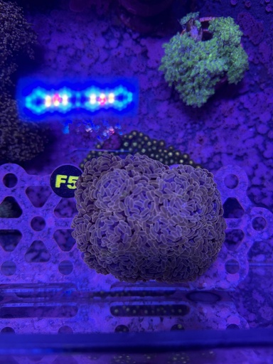 Hammer Coral - Pink (WYSIWYG)