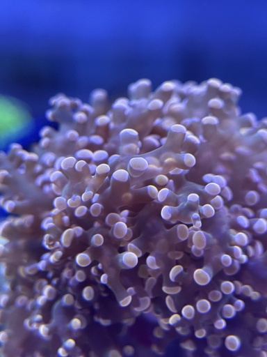 Frogspawn Coral - Peach (WYSIWYG)