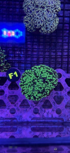 Hammer Coral - Toxic Green (WYSIWYG)