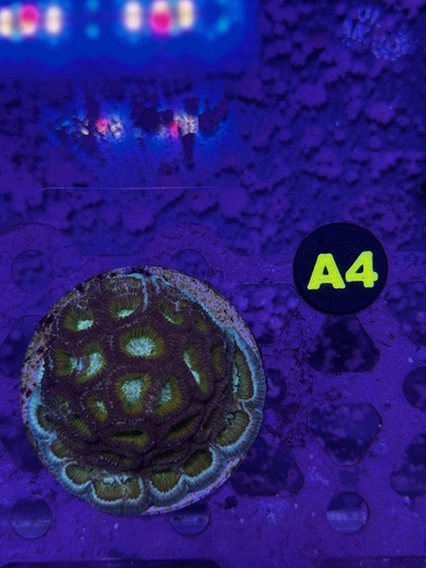 Favia Coral - Teal/Purple/Green (WYSIWYG)