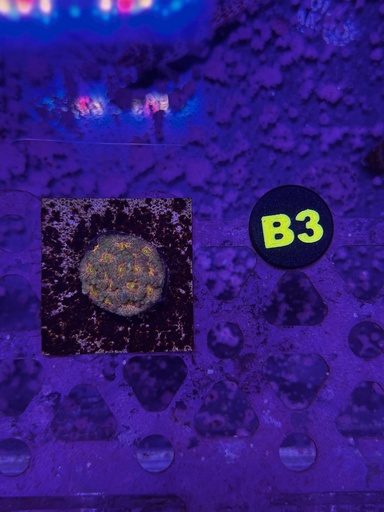 Favites Coral - Space Cakes (WYSIWYG)